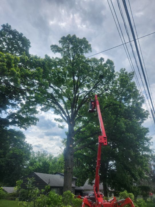 All Photos for Lawn Ranger Yard And Tree Service LLC in Ottumwa, IA