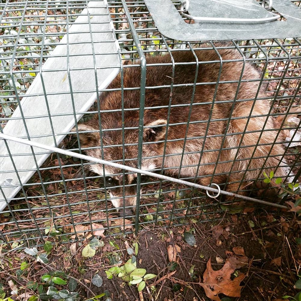 Wildlife Control for Toppers Wildlife Removal in Garland, TX