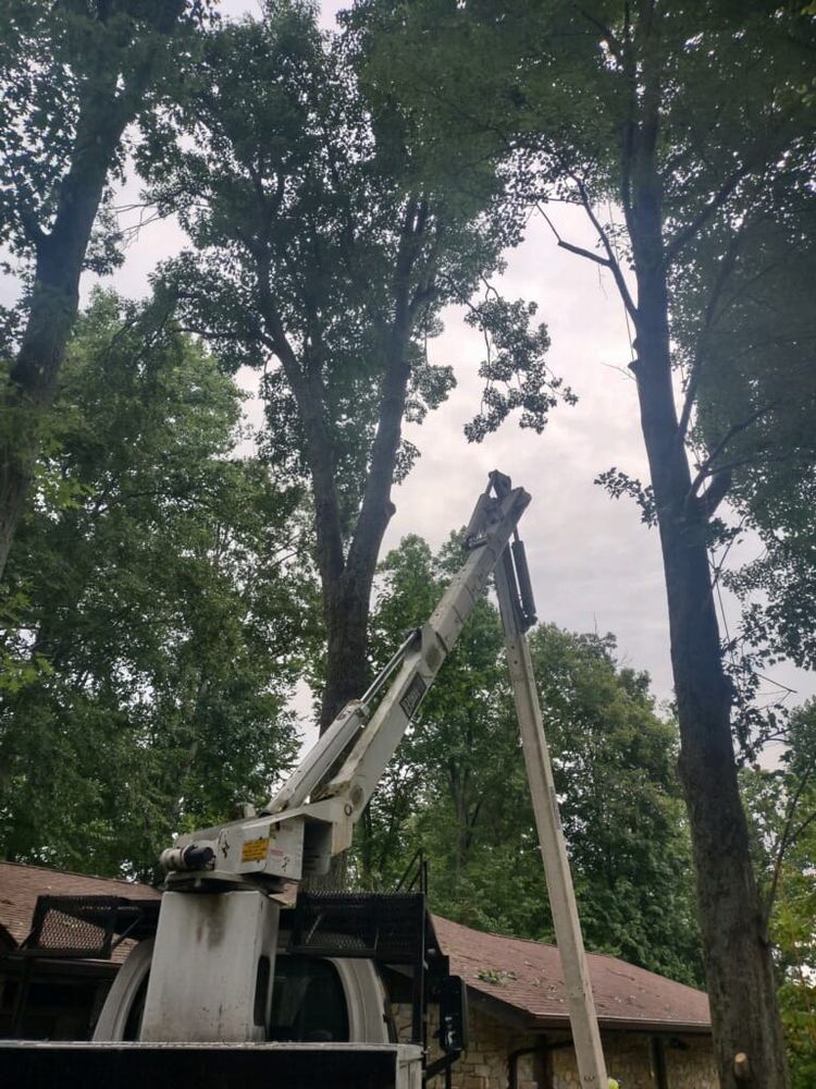 Tree Removal for Lightning Tree Service in Corydon, IN