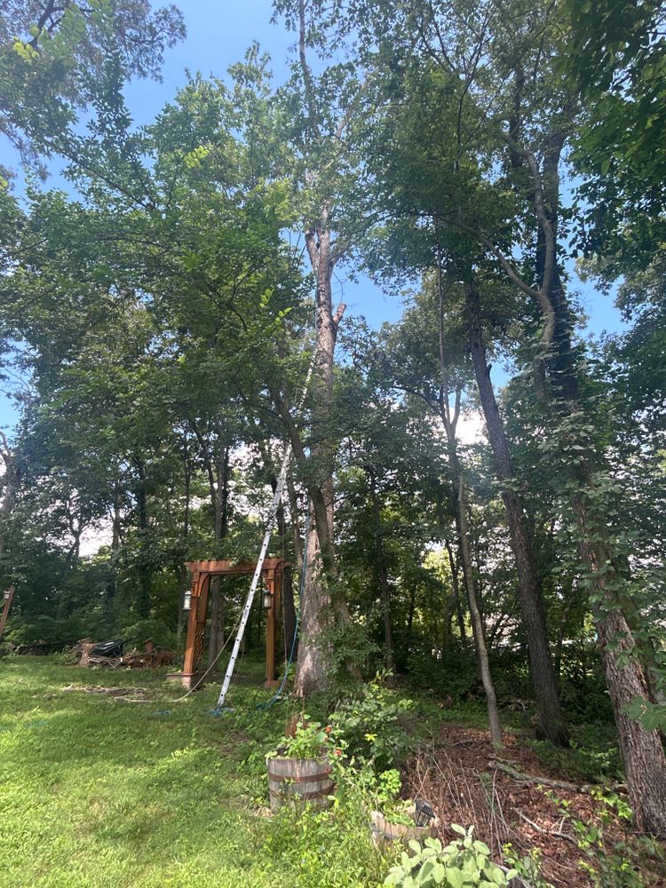 All Photos for Stinger Tree Service in Belleville, IL
