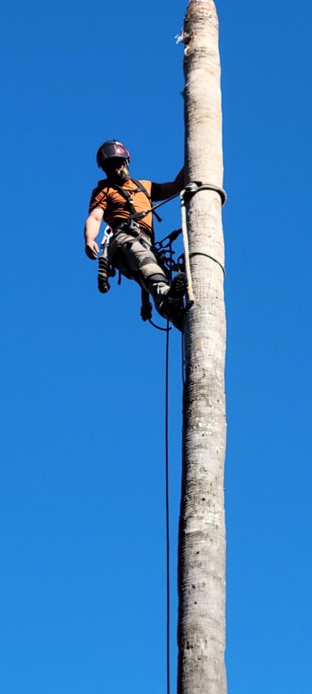 All Photos for Servin's Tree Care  in Houston, TX