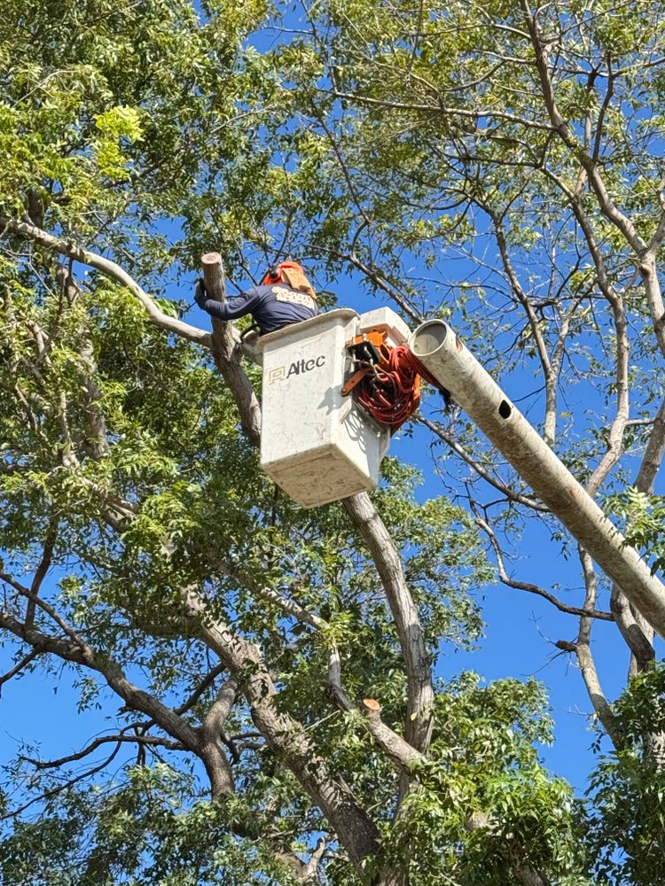 All Photos for Sam's Tree Service in Miami Beach,  FL