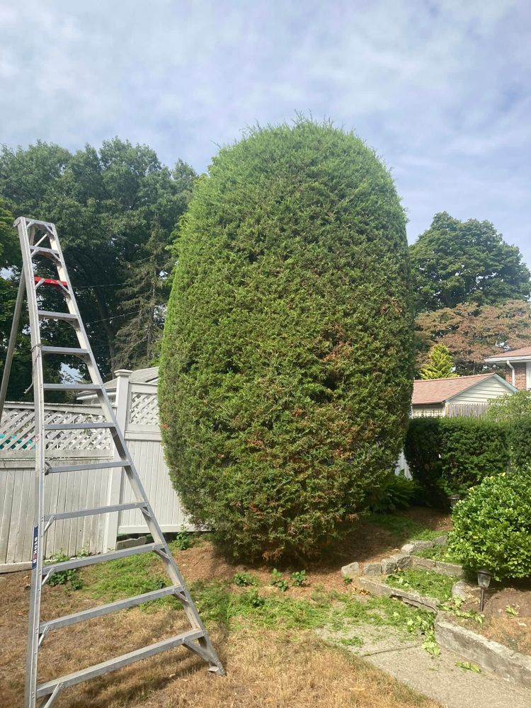All Photos for Saavedra & Sons Landscaping in Waltham, MA