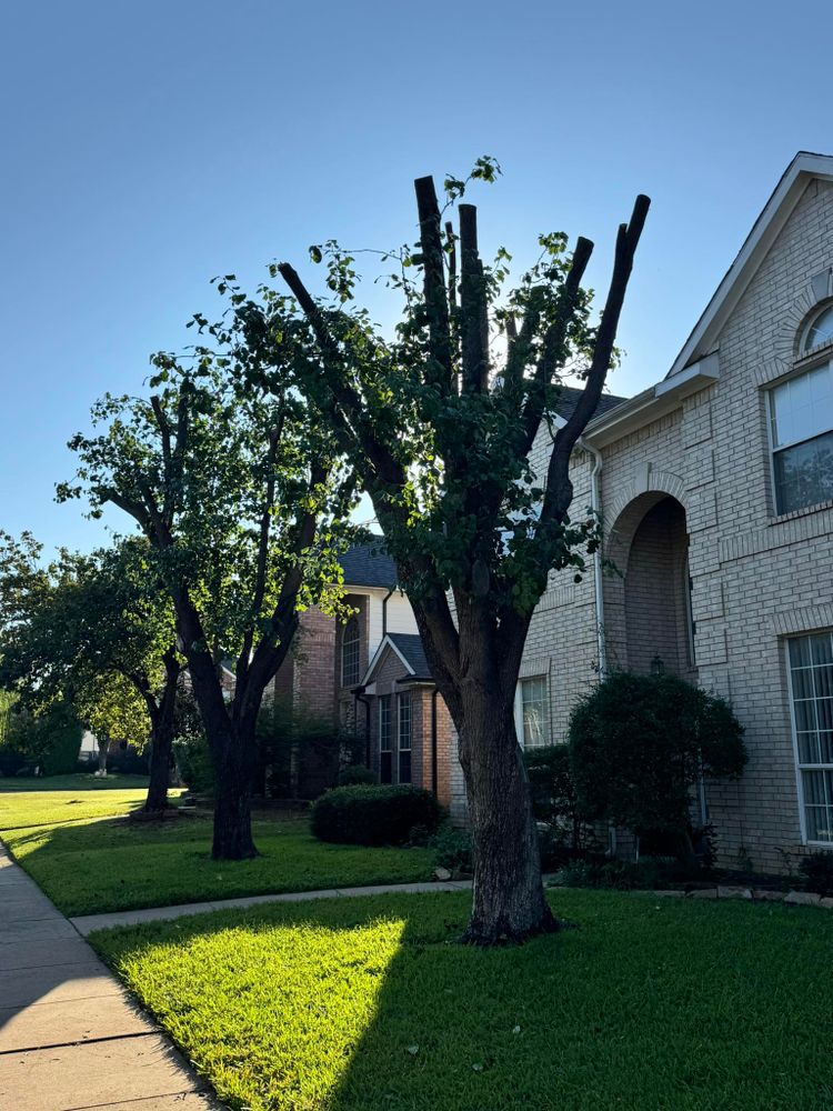 All Photos for Year Round Trees & Concrete Inc. in Fort Worth, TX