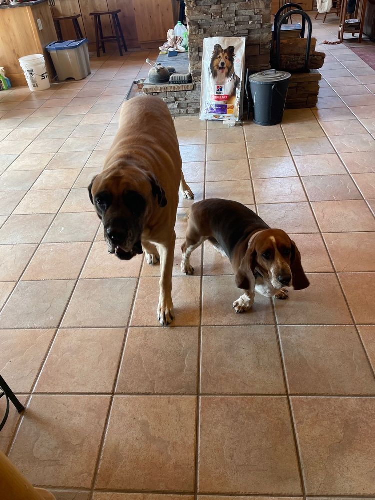 It's really about the pets we meet along the way... for Mr. Pipe Dreams LLC in Colorado Springs, CO