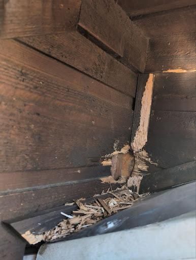 All Photos for Topper's Wildlife Removal in Garland, TX