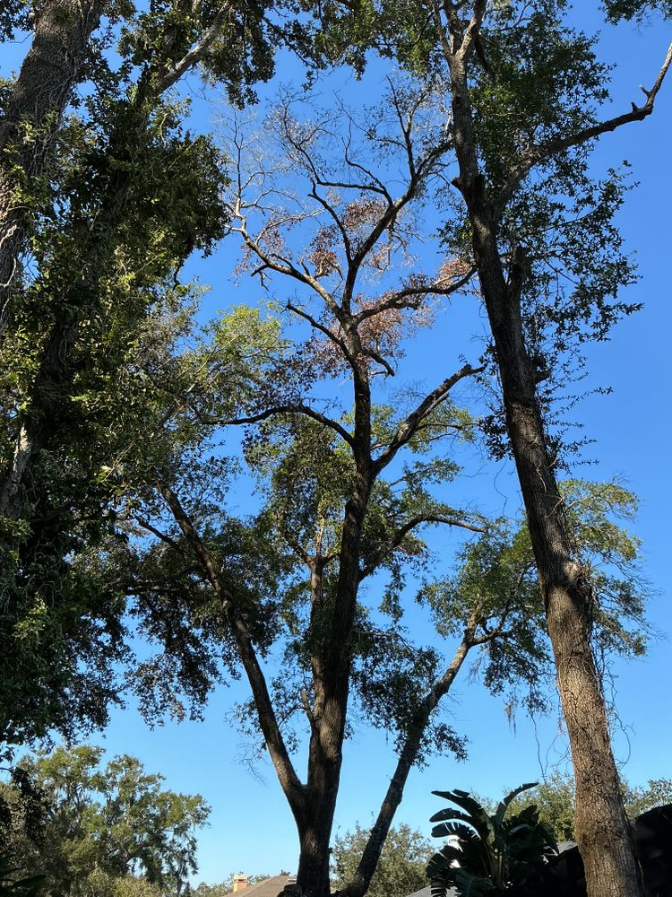 All Photos for Amerigrown Tree And Lawn in Apopka, FL