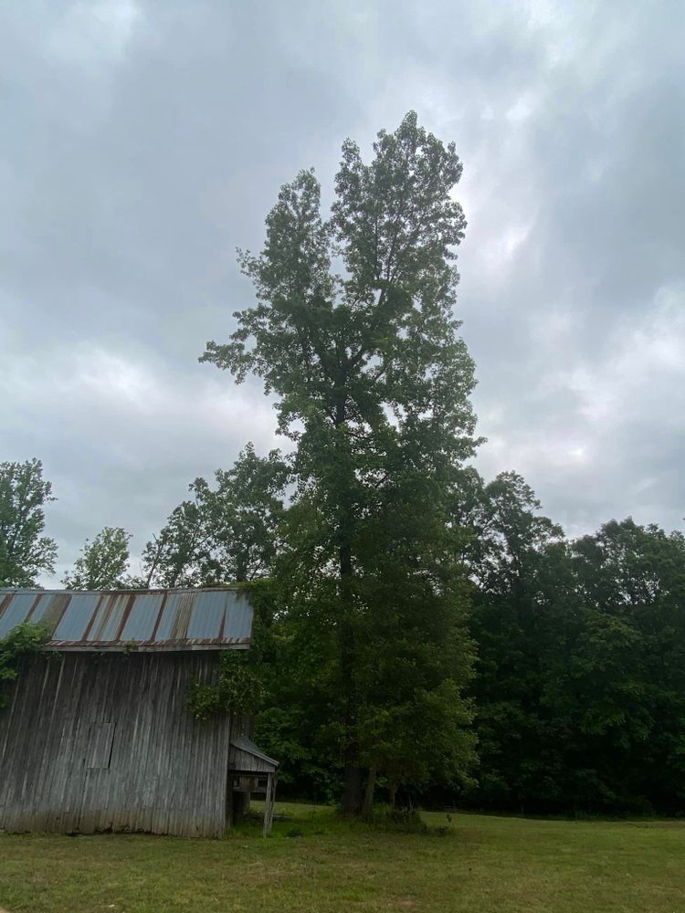 Tree Removal for Ascending Tree Service LLC in Kenbridge, VA