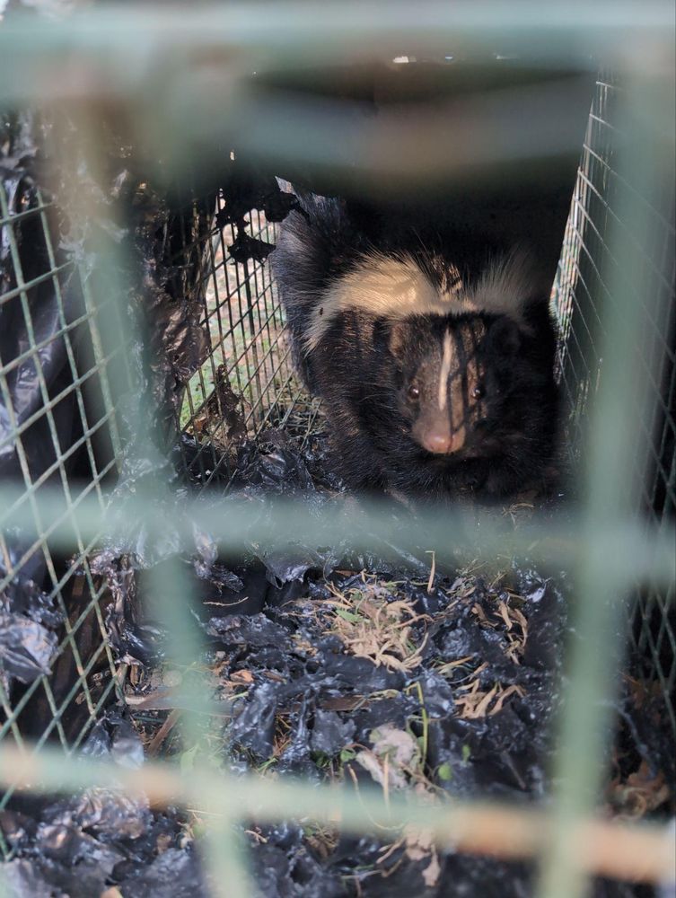 All Photos for Topper's Wildlife Removal in Garland, TX