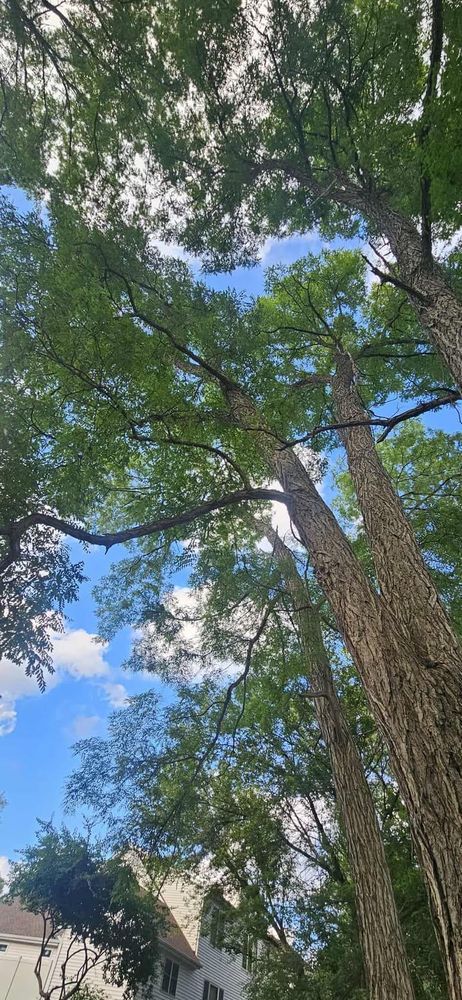 All Photos for Highborn Tree Service in Wheatfield, IN