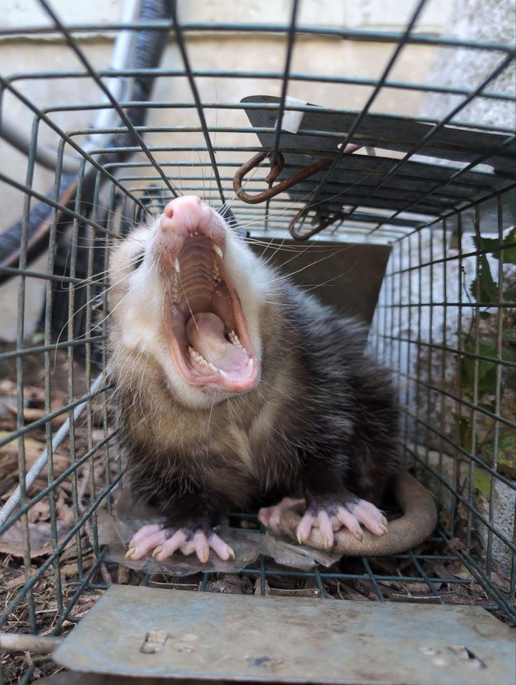 All Photos for Topper's Wildlife Removal in Garland, TX