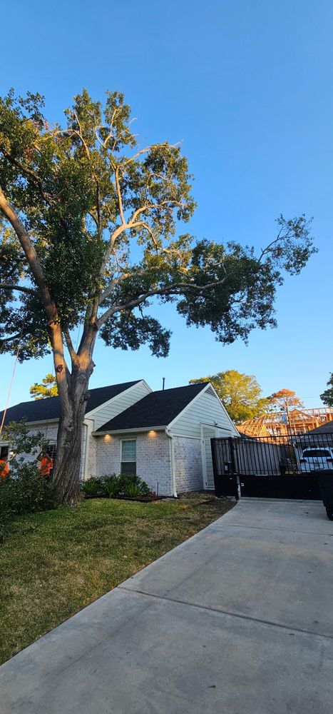 All Photos for Servin's Tree Care  in Houston, TX