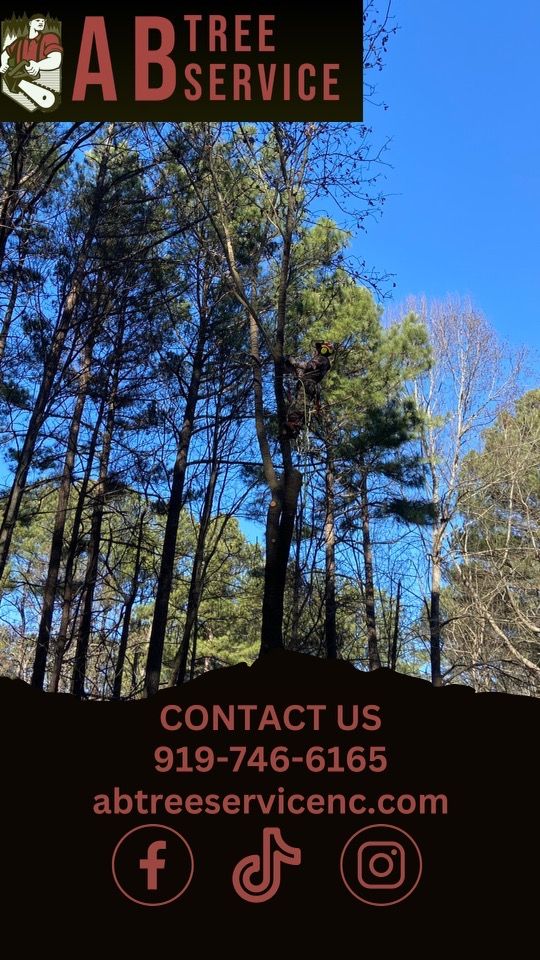 All Photos for AB Tree Service in Raleigh, NC