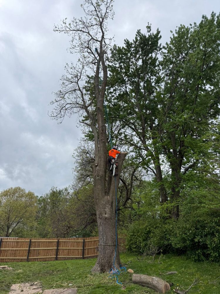 Tree Removal for Cross Family Tree Service in Kearney, MO