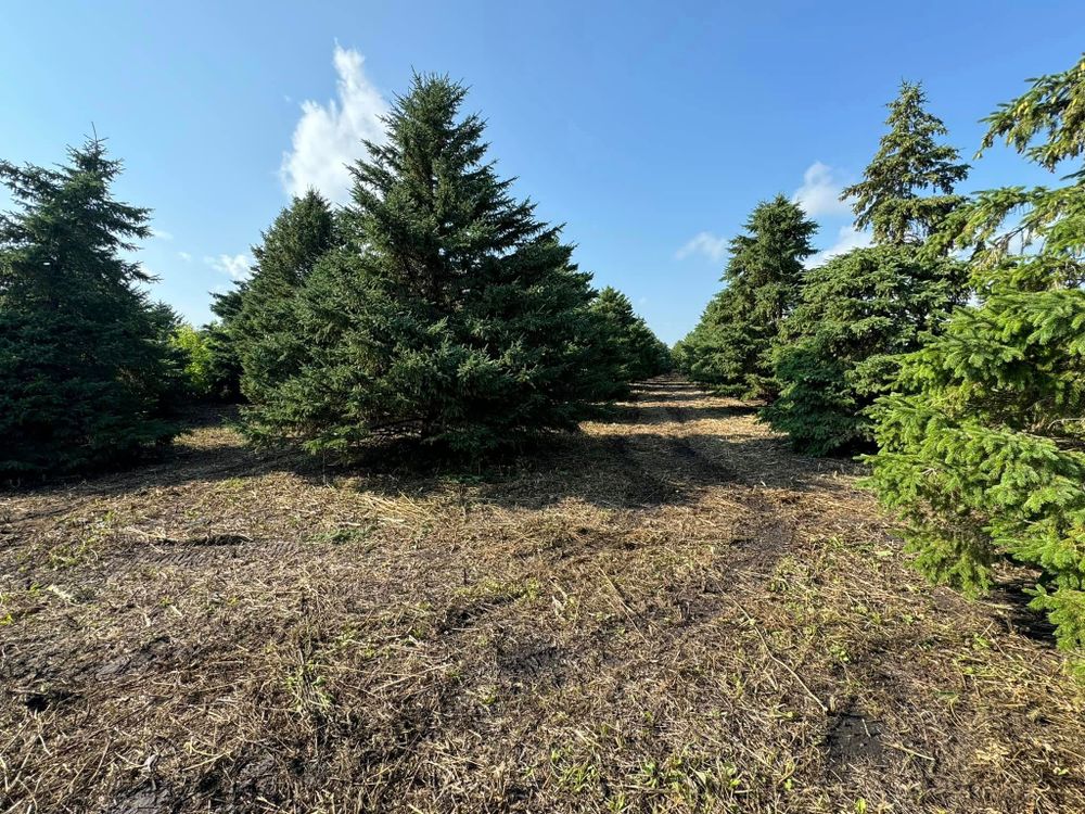 Land Clearing for RTK Co. Land Management in Raymond, MN