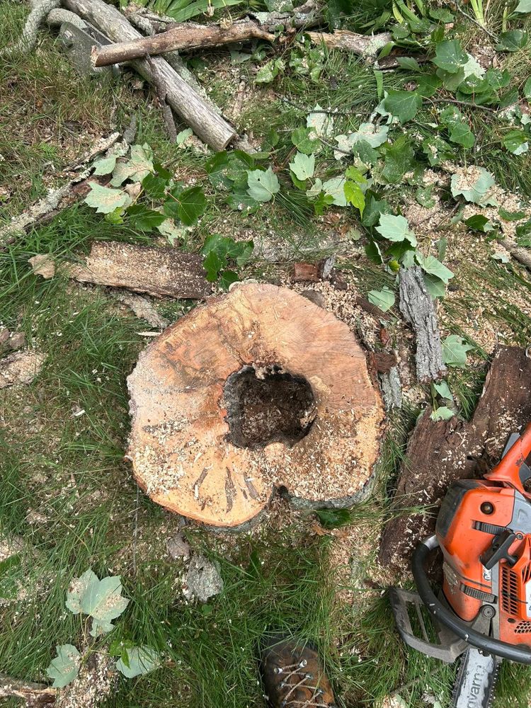 Emergency Tree Services for DC TREE in Vernon, CT