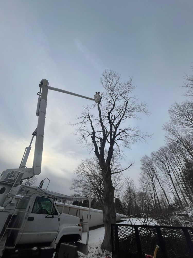All Photos for Harley’s Tree Service in Palmer, MA