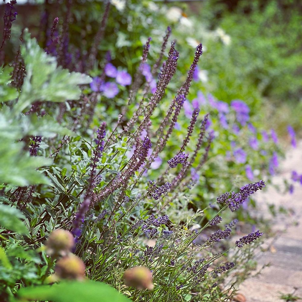 All Photos for Christina King Landscape Design in West Raleigh, NC