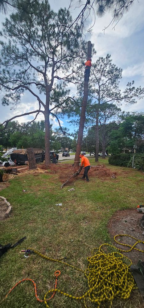 All Photos for Servin's Tree Care  in Houston, TX