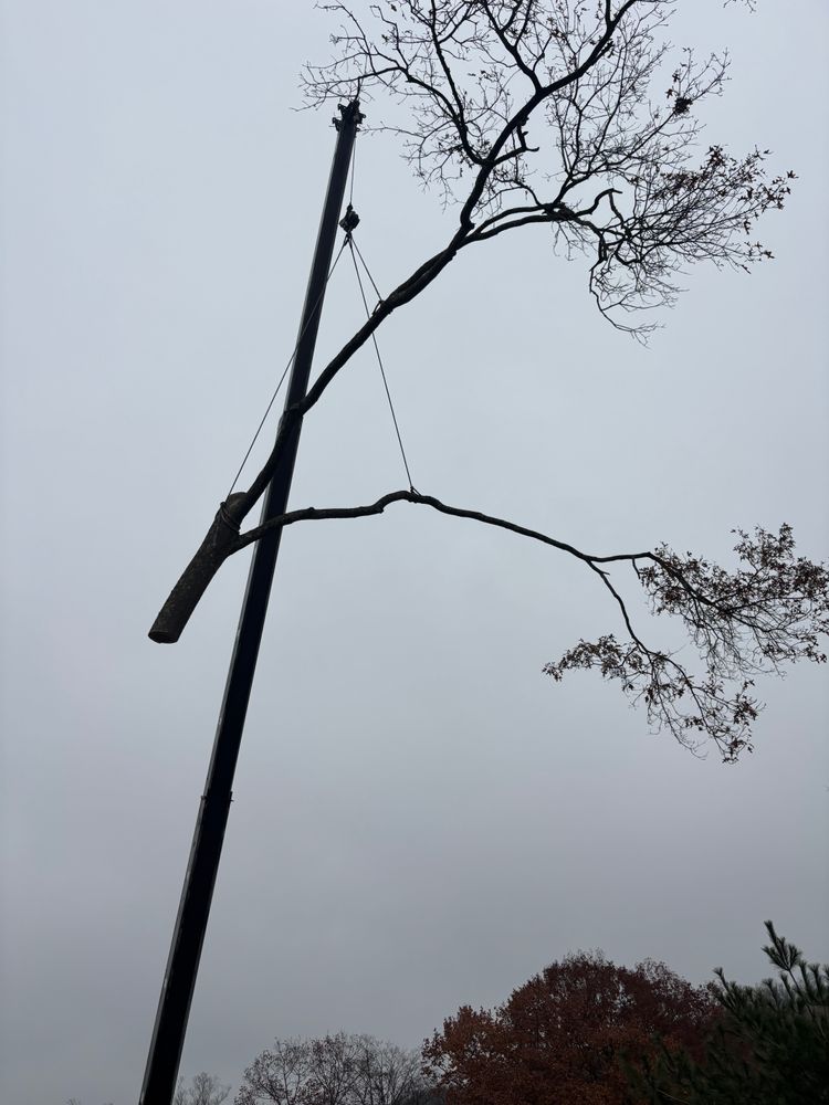 Shrub Trimming for JJ Tree Service in Gibsonia, PA