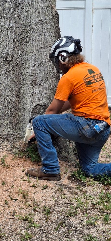 All Photos for Daniel Hickey’s Tree Service in DeLand, FL