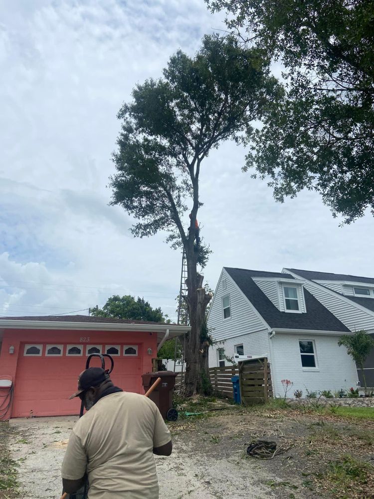 All Photos for Efficient and Reliable Tree Service in Lake Wales, FL