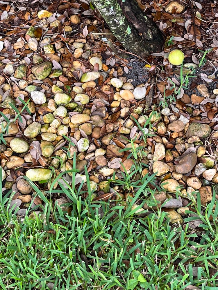 All Photos for Space Coast Property Maintenance and Management LLC in Melbourne, FL