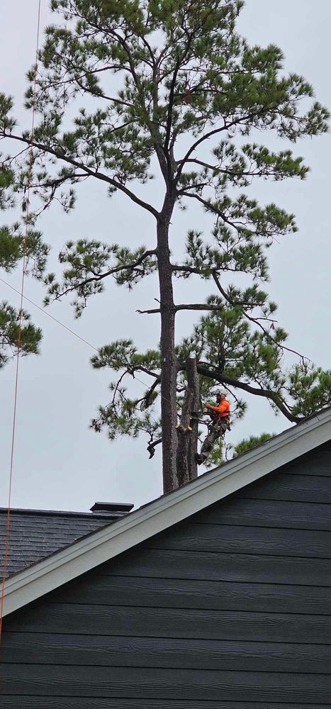 All Photos for Servin's Tree Care  in Houston, TX