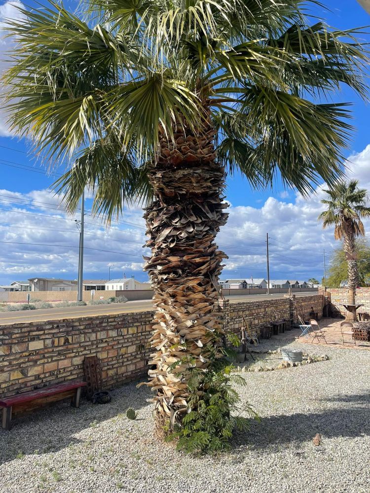 All Photos for Oliver L. Palm & Tree services in Yuma County, AZ