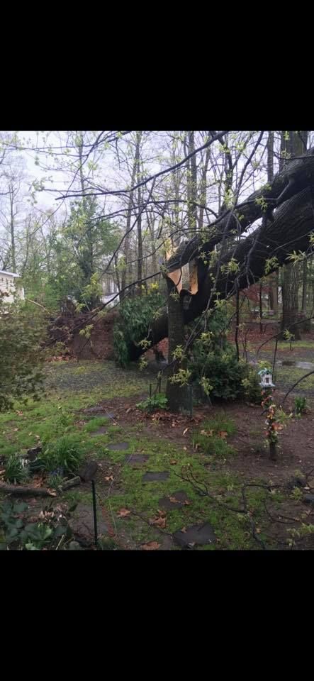 All Photos for Loockerman's Tree and Stump Removal in Dover, DE