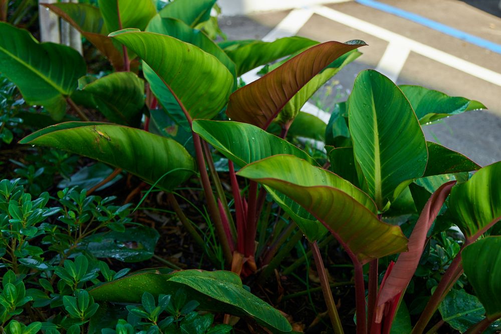 Landscape for Arazoza Brothers Corporation in Miami, FL