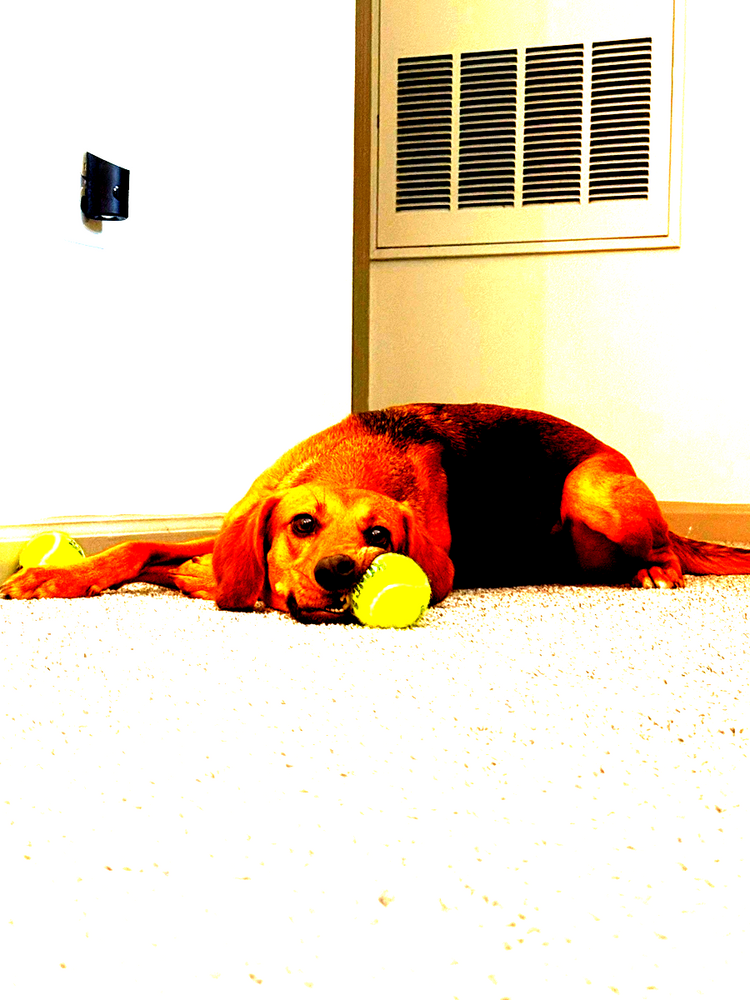 All Photos for Dumbo's Doggy Doors in City of Sammamish, WA