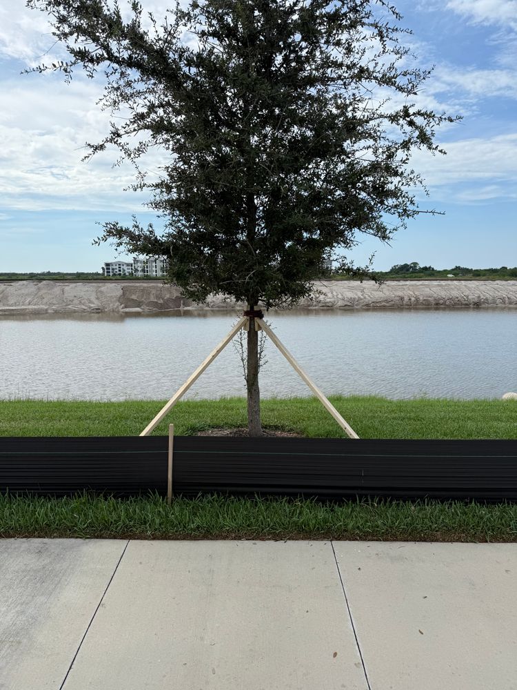 Tree Removal for Damian’s Tree Care in Sarasota, FL