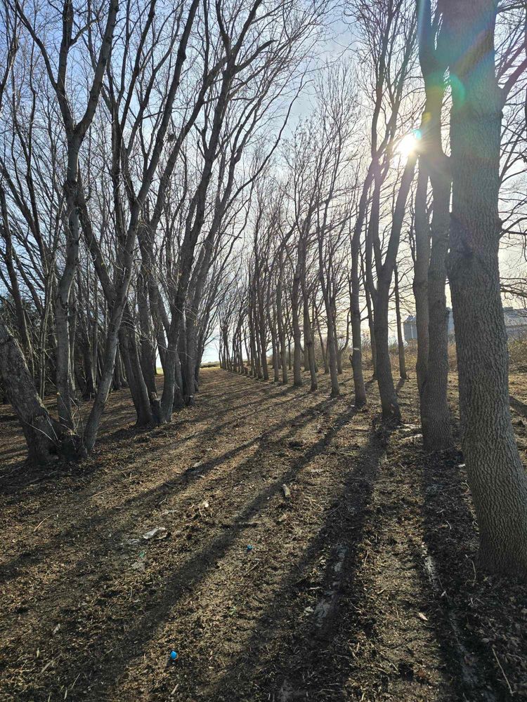 Tree Removal for Tree Tech in Luverne, MN