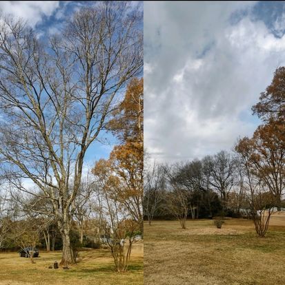 All Photos for Morgan's Stump Removal in Rock HIll, SC