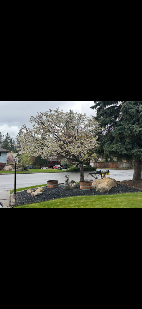 All Photos for AP Tree Service in Colbert, WA