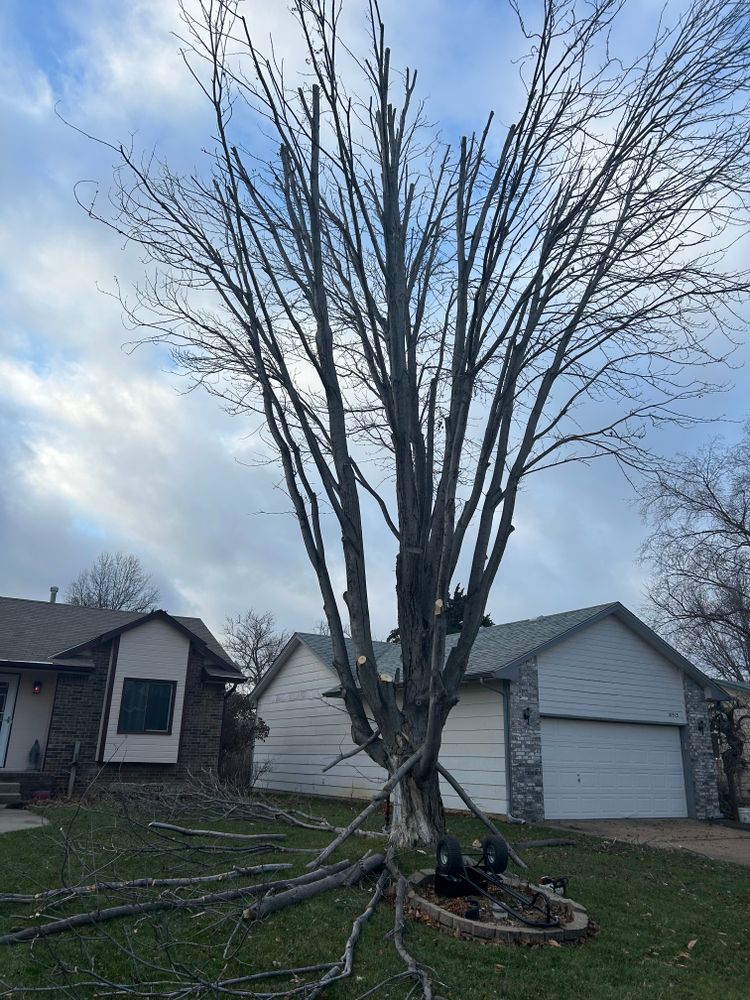 All Photos for Tree Life Tree Service in Wichita, KS