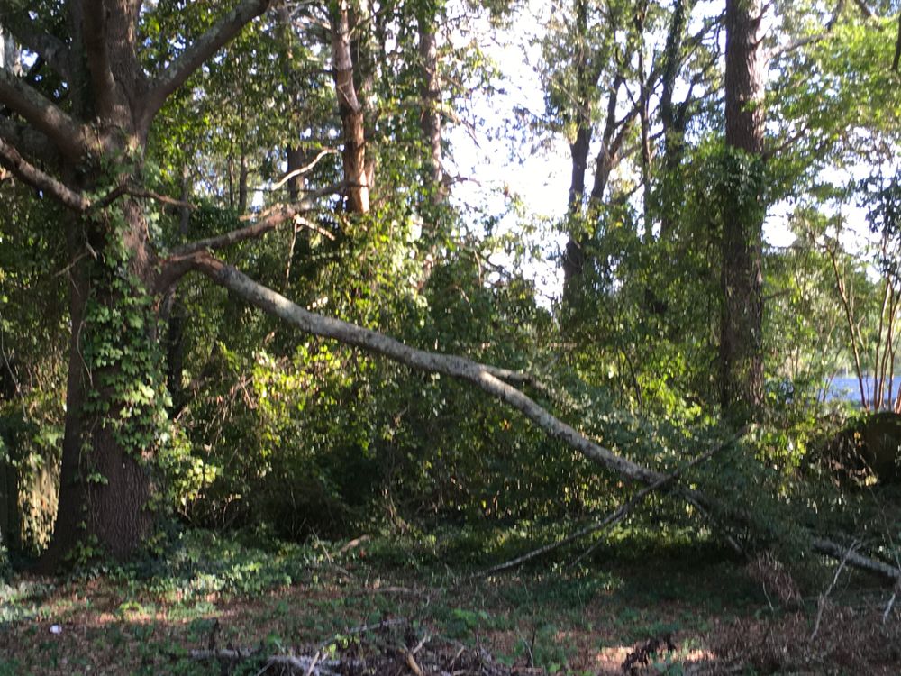 All Photos for Tucker's Tree Service and Stump Grinding in Lugoff, SC