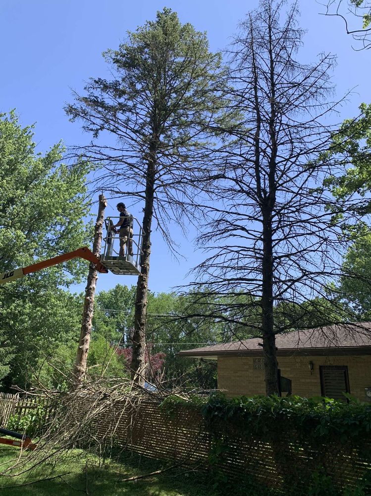 Treework for Nate's Lawn Services in Braidwood, IL