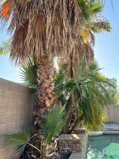 All Photos for Patriot Tree Service in Mesa, AZ