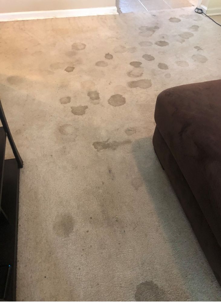 Carpet Cleaning for Banderas Cleaning Service in Elsmere, DE