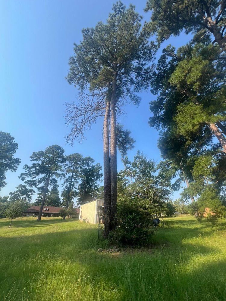 Tree Removal for Best Price Tree Service in Hallsville, TX