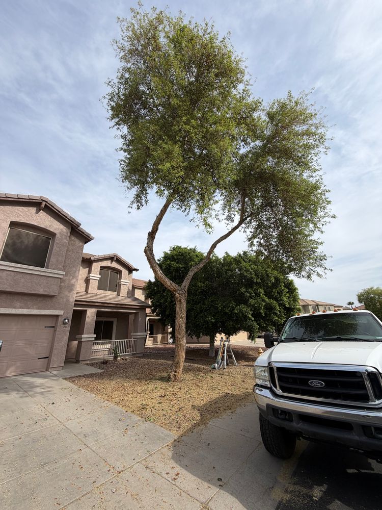 All Photos for Grand Canyon State Landscape Inc. in Surprise, AZ