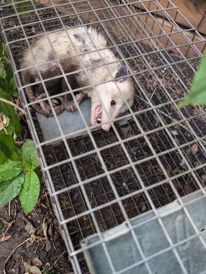 All Photos for Toppers Wildlife Removal in Garland, TX