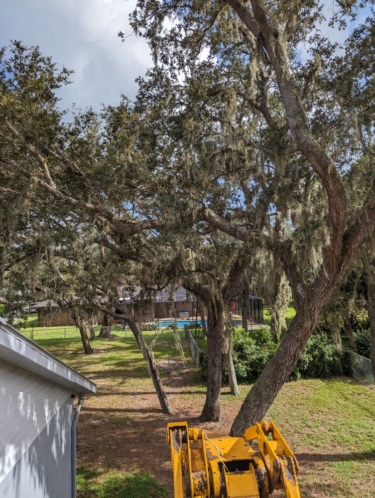 All Photos for Regal Tree Service and Stump Grinding in Wauchula, FL