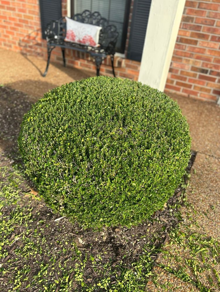 Our Shrub Trimming service enhances your home's curb appeal by expertly shaping and maintaining shrubs, ensuring healthy growth and a polished look for your landscape year-round. for MLC in Murfreesboro, TN