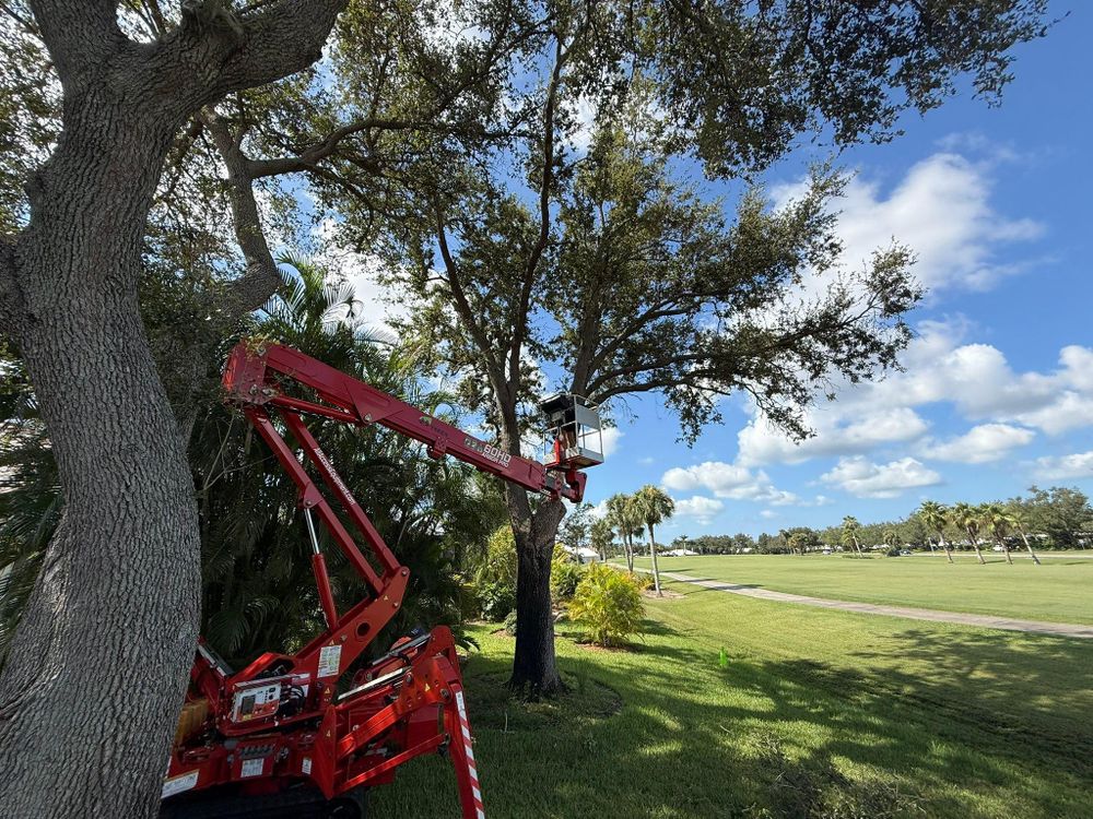 All Photos for MX Trees in Englewood, FL