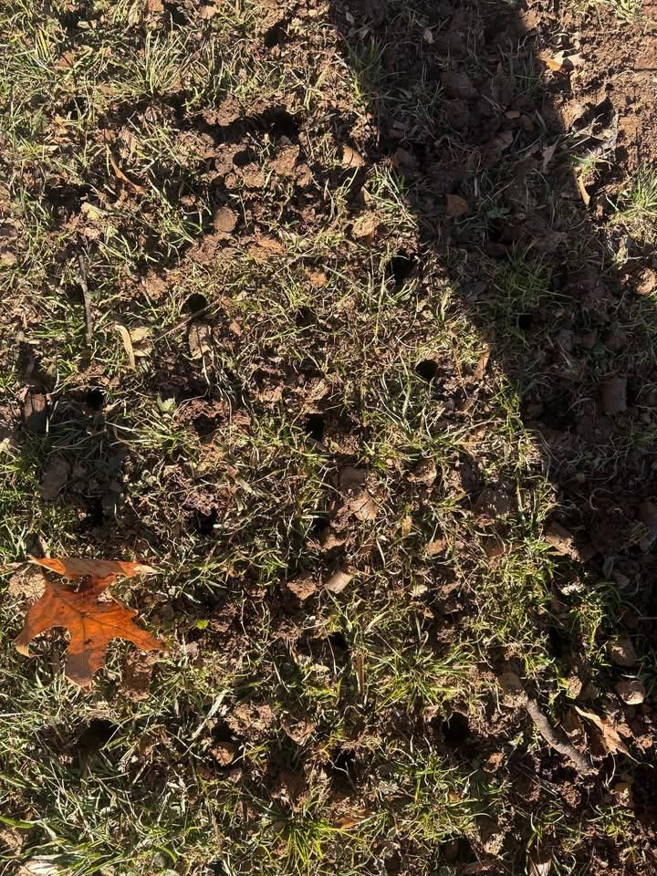 All Photos for Walsh Lawn And Landscape in Olney, MD