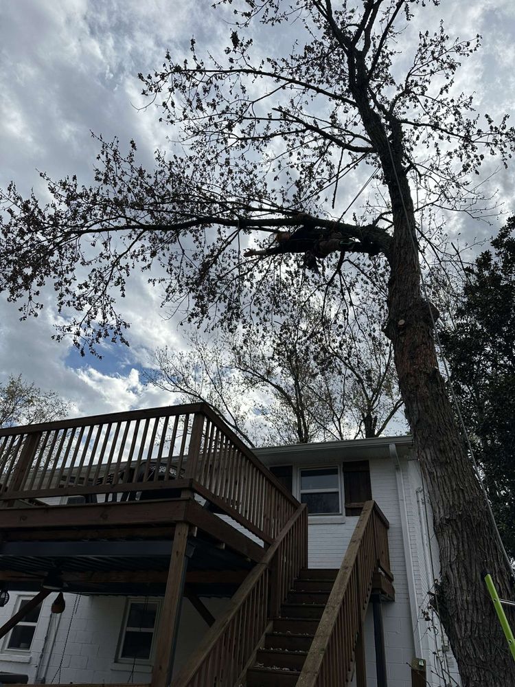 Tree Removal for Affordable Tree Service TN in White House, TN