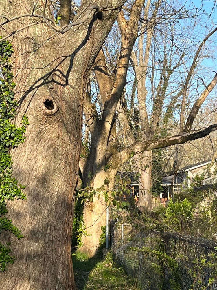 All Photos for Curtis Tree Service LLC in Hopkins County, KY